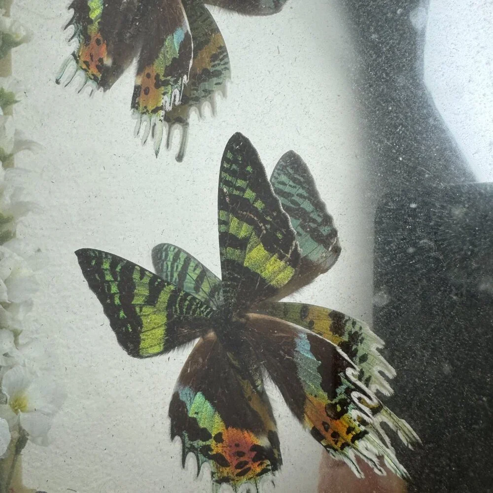Set of 2 pc Butterfly URANIA RIPHEUS Madagascan Sunset Hand - Crafted Display